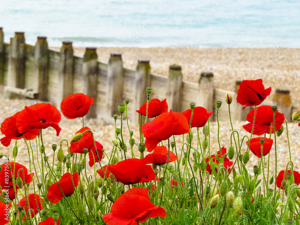 Obraz premium Poppies on seashore and wooden groynes on the background.