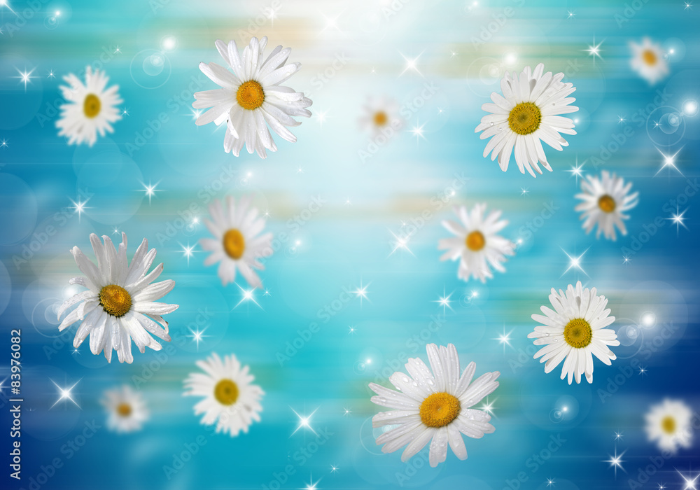 Obraz premium 3D Camomile