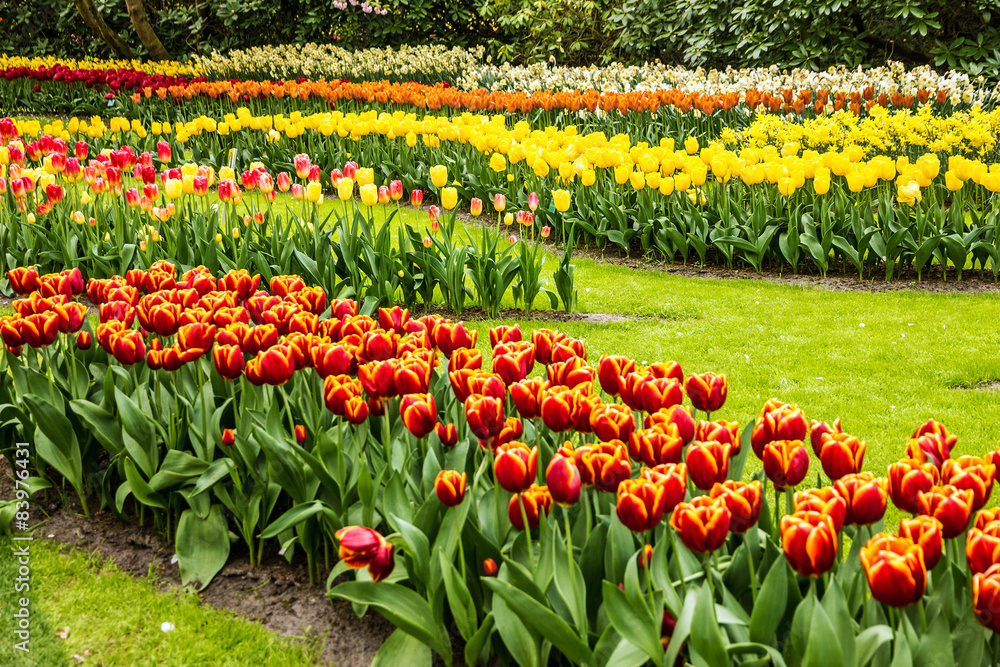 Tulips park Keukenhof - flower garden, Holland, Netherlands