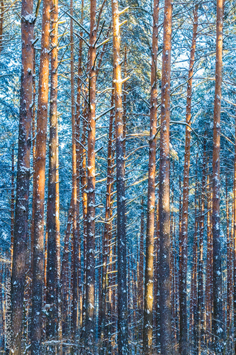 Winter Forest Trees  Nature Snow Woods