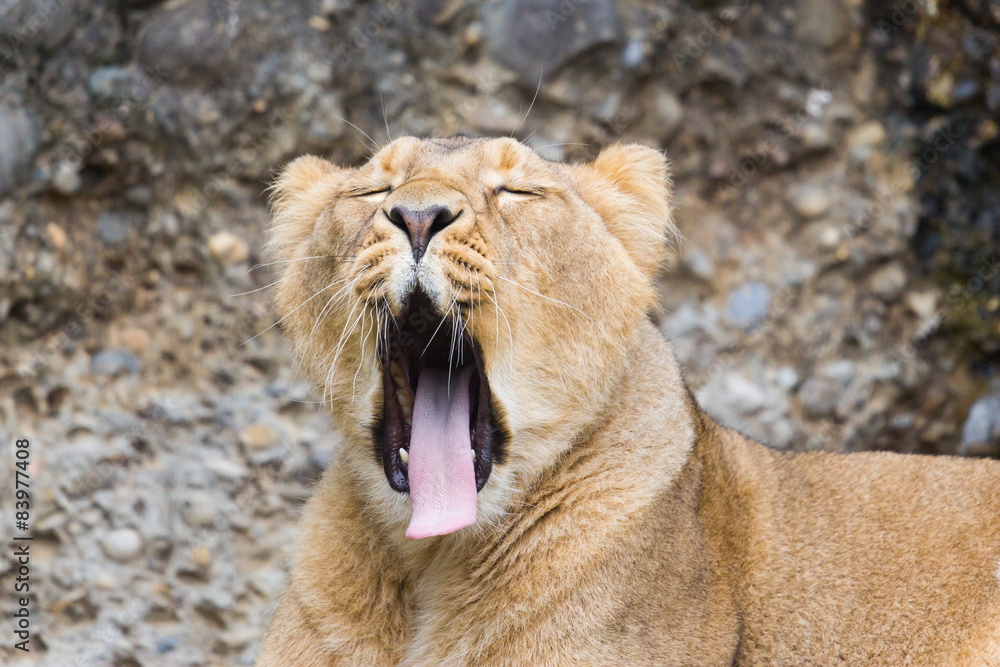 Obraz premium Tired female lion yawning