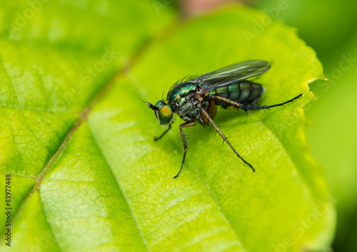 Green Eyed Fly © bigemrg