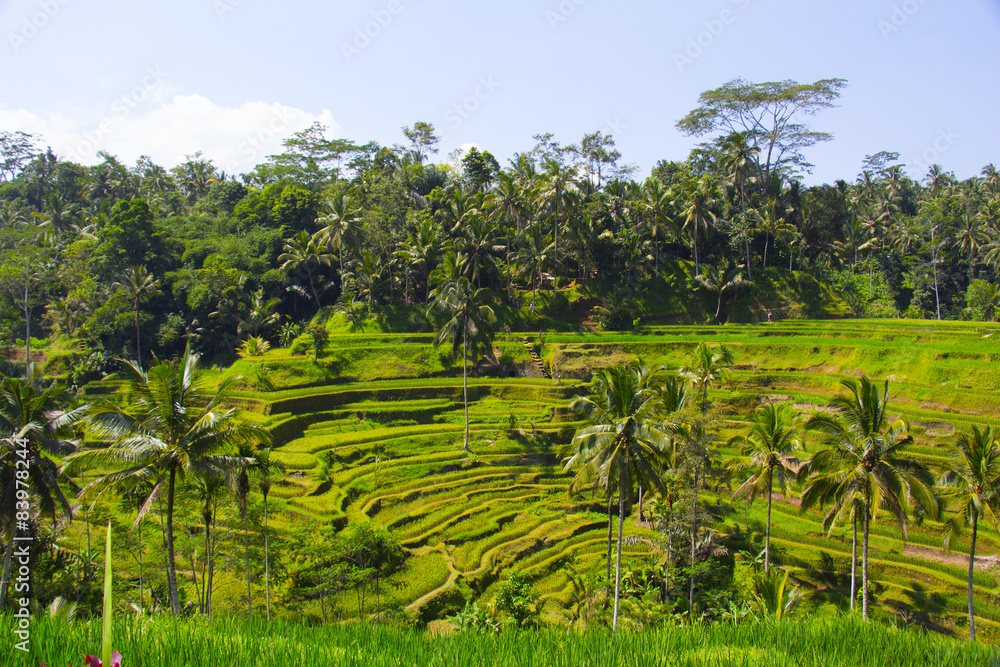 Tegalalang rice terrace. Bali Tegalalang rice terrace. Bali