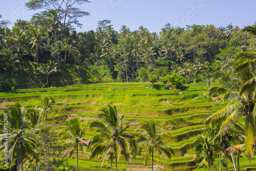 Tegalalang rice terrace. Bali