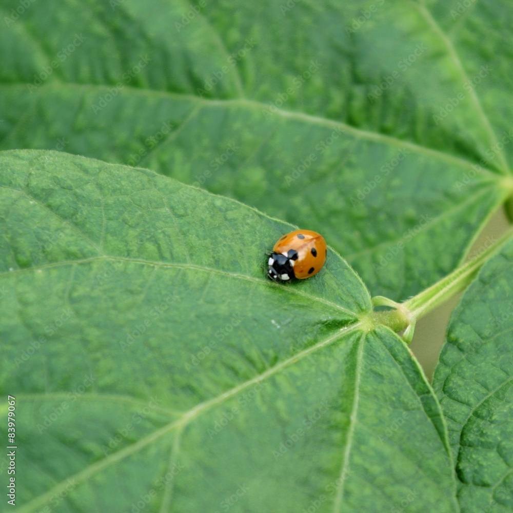 Biedronka na liściu