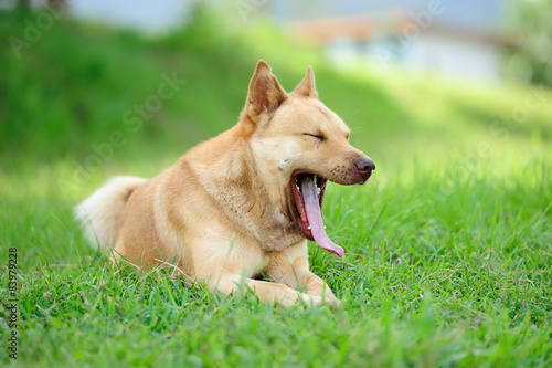yawning dog