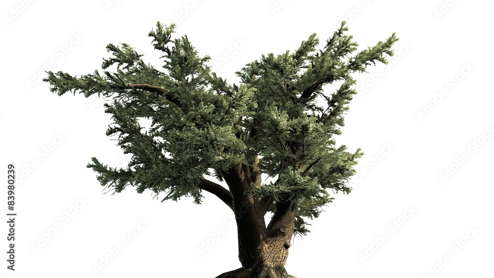 Cedar of Lebanon tree - separated on white background Cedar of Lebanon tree - separated on white background