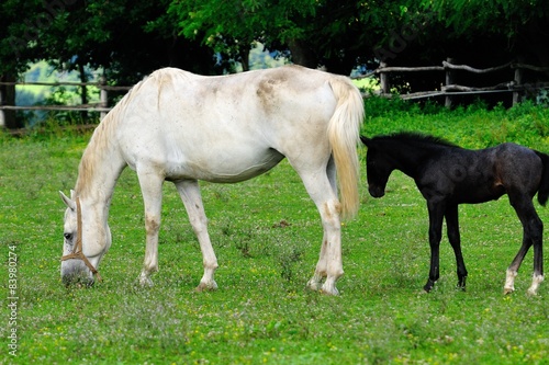 Lipizzaner mare and foal on the pasture