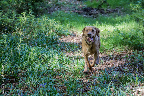 Dog Running Through Forest