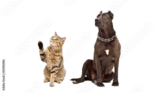 Dog Staffordshire Terrier and playful cat Scottish Straight
