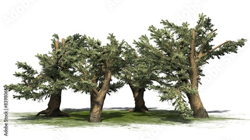 Fototapeta Naklejka Na Ścianę i Meble -  Cedar of Lebanon tree cluster - separated on white background