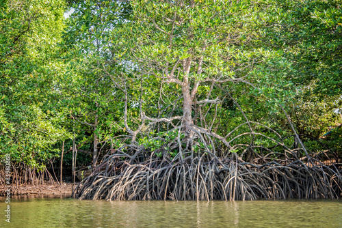 Mangrove at low tide revealing trees roots