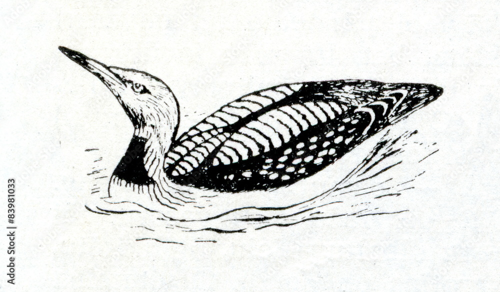 Fototapeta premium Black-throated loon (Gavia arctica)