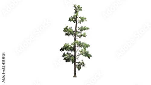 Eastern white pine tree cluster - separated on white background photo