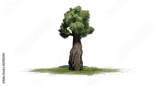 giant redwood tree - separated on white background