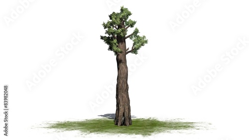 giant redwood tree - separated on white background