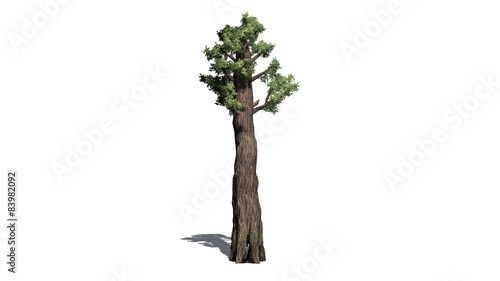 giant redwood tree - separated on white background