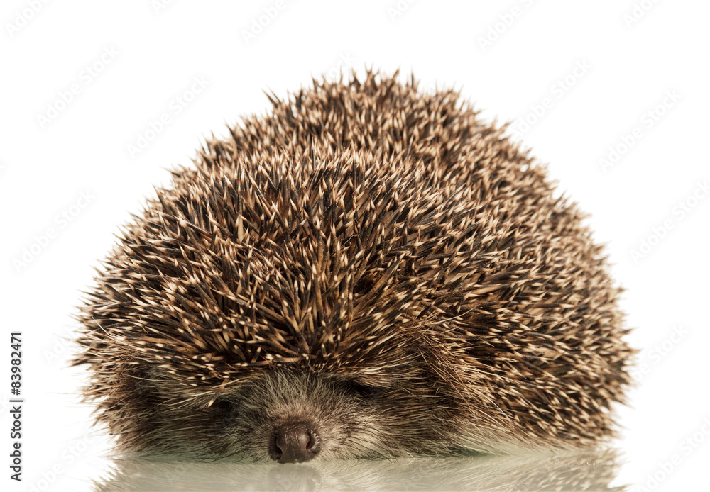 Obraz premium Hedgehog on white background