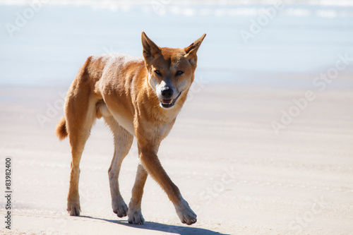 Fototapeta Naklejka Na Ścianę i Meble -  dingo in fraser Island australia