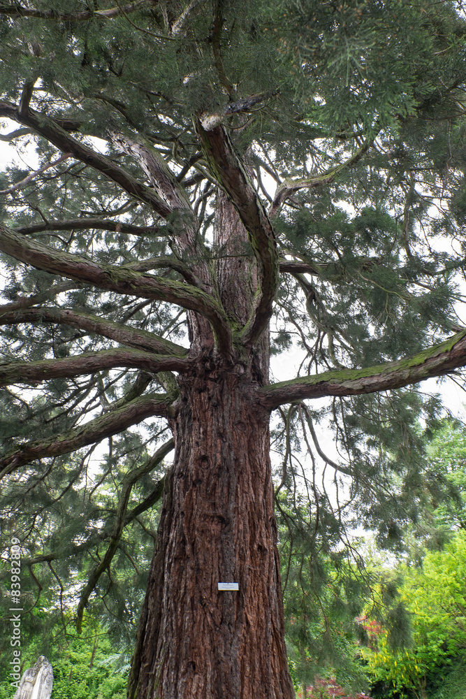 Fototapeta premium Mammut Baum