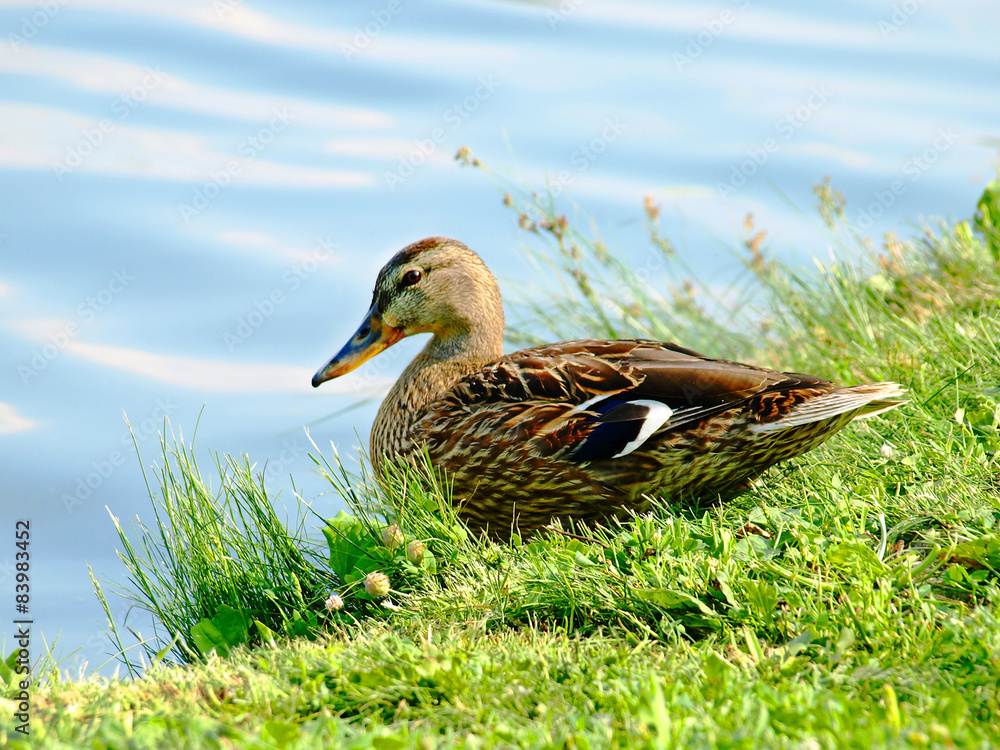 Wild duck on the river coast. Wild duck on the river coast.