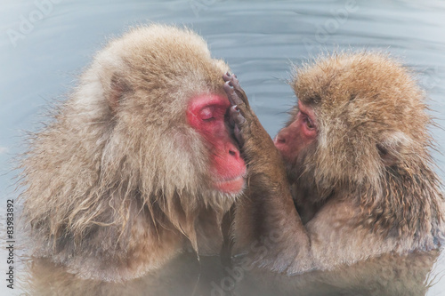 混浴のおさるのカップル monkey which is healed in a hot spring © norikko