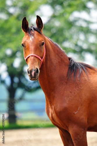 Horse portrait