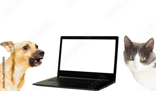 a dog, a cat and a laptop © Happy monkey