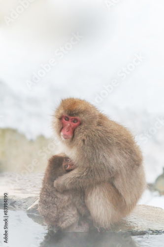 温泉のおやこのおさる Monkey of parent and child  © norikko