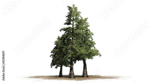 Western red Cedar tree cluster - separated on white background