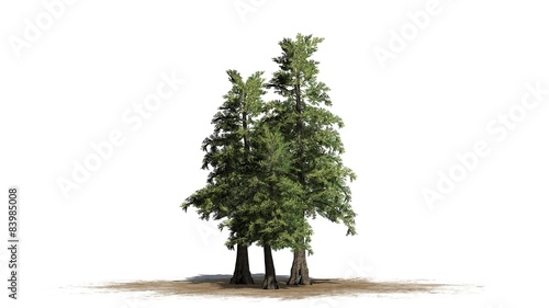 Western red Cedar tree cluster - separated on white background photo