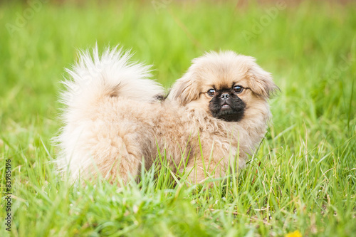 Pekingese dog walking in the yard