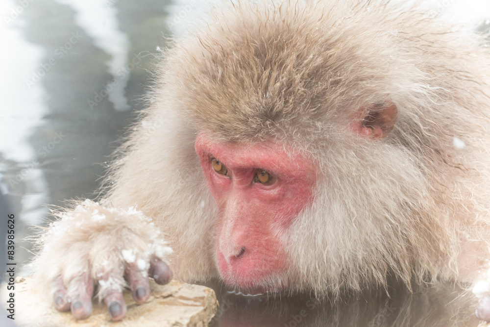 Obraz premium 何か見つめるおさるさん monkey which burns in an ambition 