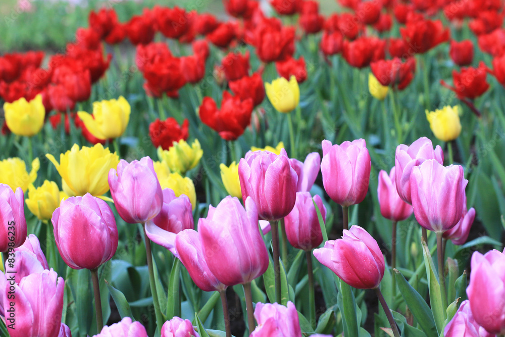 Tulips,many beautiful flowers blooming in the garden Tulips,many beautiful flowers blooming in the garden