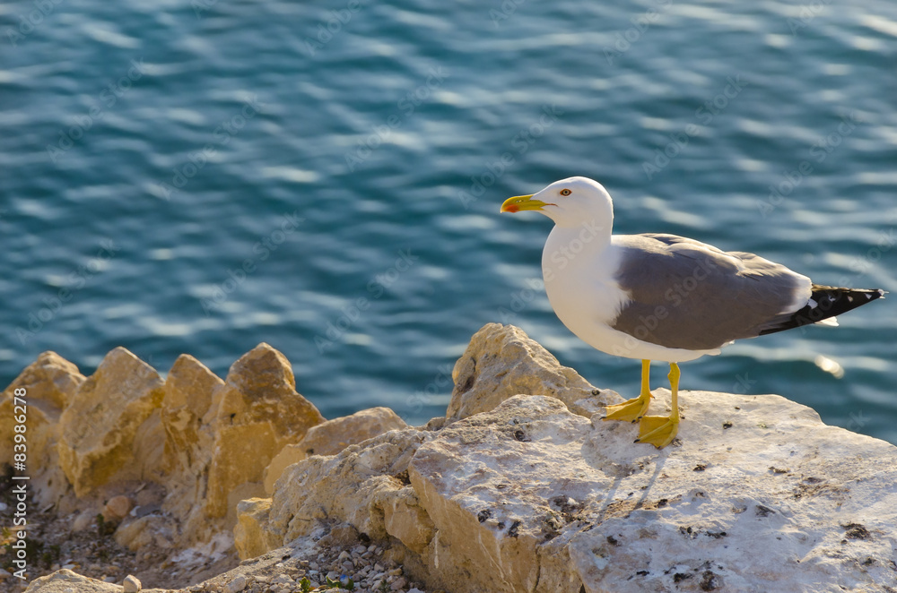 Seagull in a rock in front of a turquoise Mediterranean sea