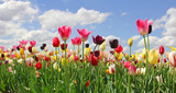 Tulpenfeld in leuchtenden Farben, Blumen selber schneiden