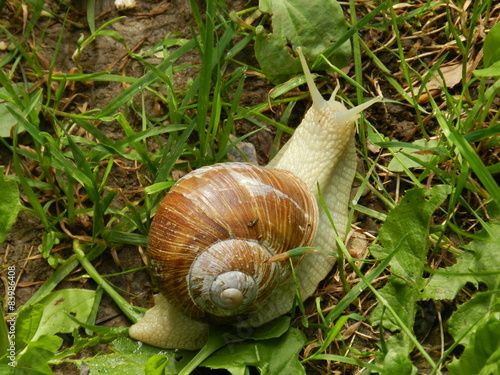 animal