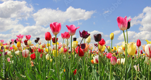 Fototapeta Naklejka Na Ścianę i Meble -  Tulpenfeld in leuchtenden Farben, Blumen selber schneiden