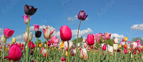 Fototapeta Naklejka Na Ścianę i Meble -  bunte Tulpen vor blauem Himmel