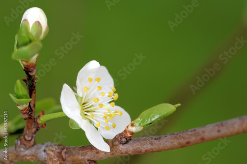 Plum flowers photo