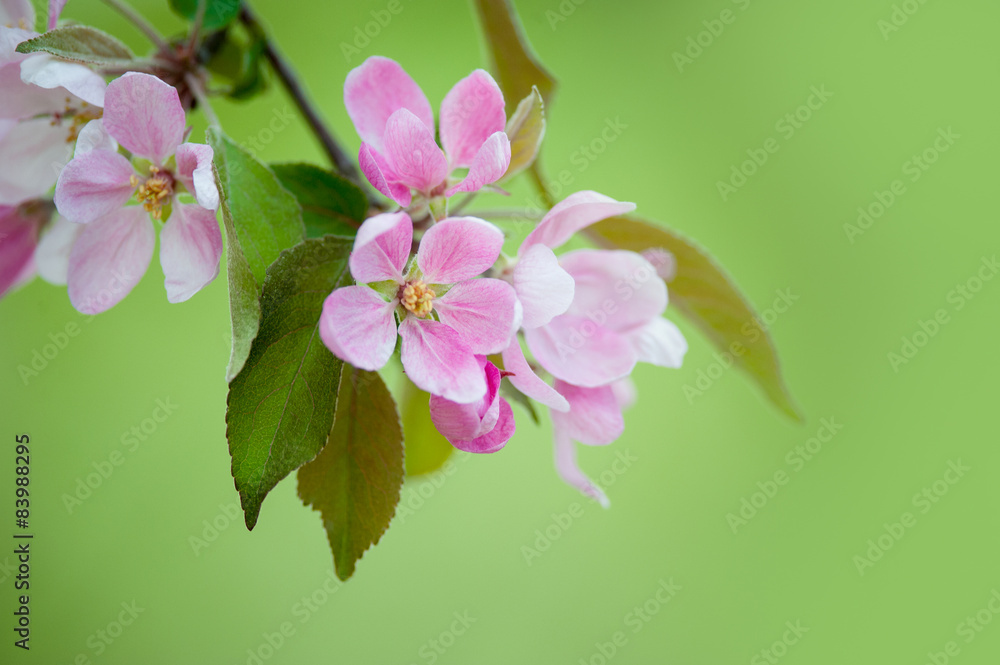Fototapeta premium flowers of apple tree closeup on green blurry background