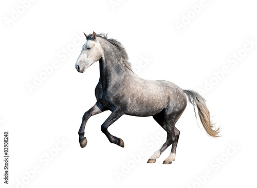 grey orlov trotter horse stallion galloping isolated on white ba