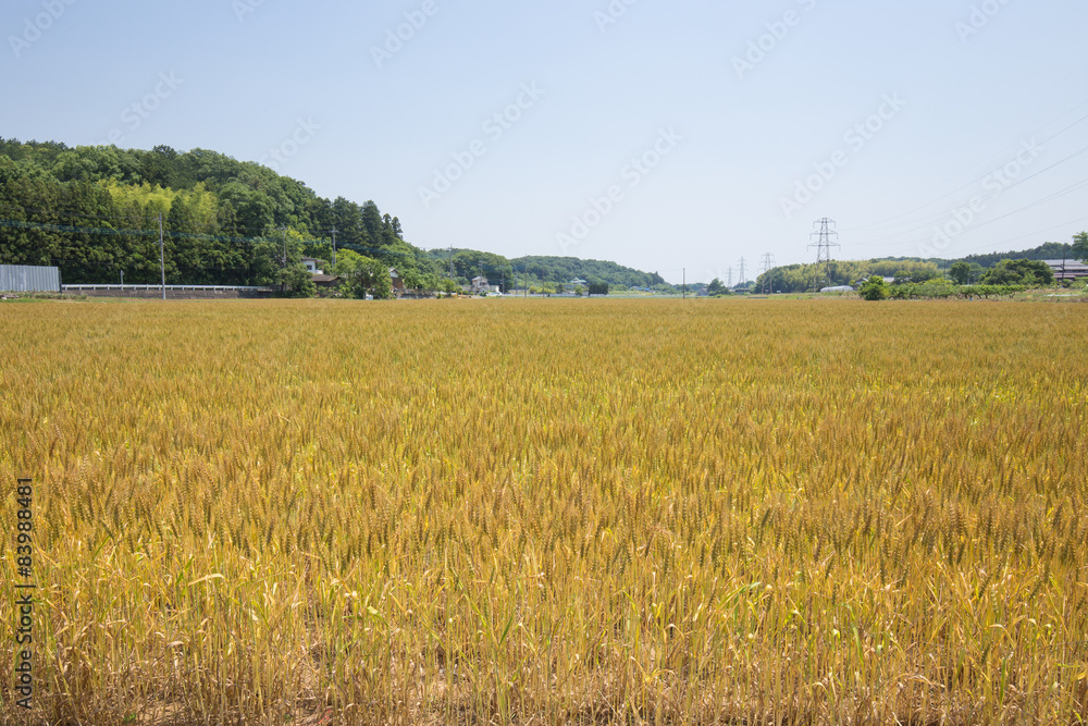黄金色に色づいた収穫前の小麦畑 黄金色に色づいた収穫前の小麦畑