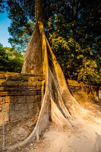 Ta Prohm temple Angkor Wat photo