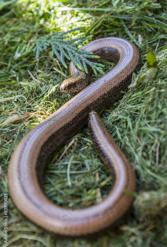 Φωτογραφία slow worm in compost heap