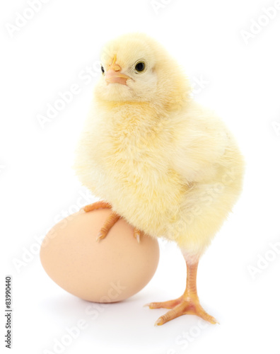 chicken and egg