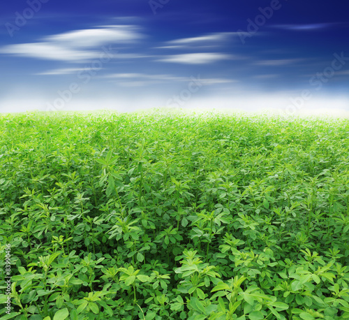 Picture of green clover field