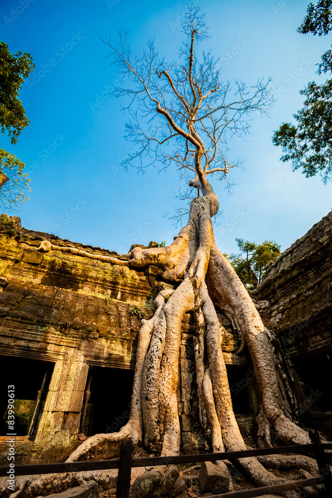 Naklejka premium Ta Prohm temple Angkor Wat