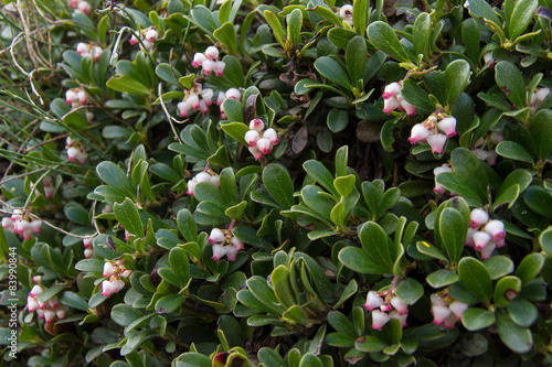 Plant Bearberry Leaves, Arctostaphylos uva-ursi