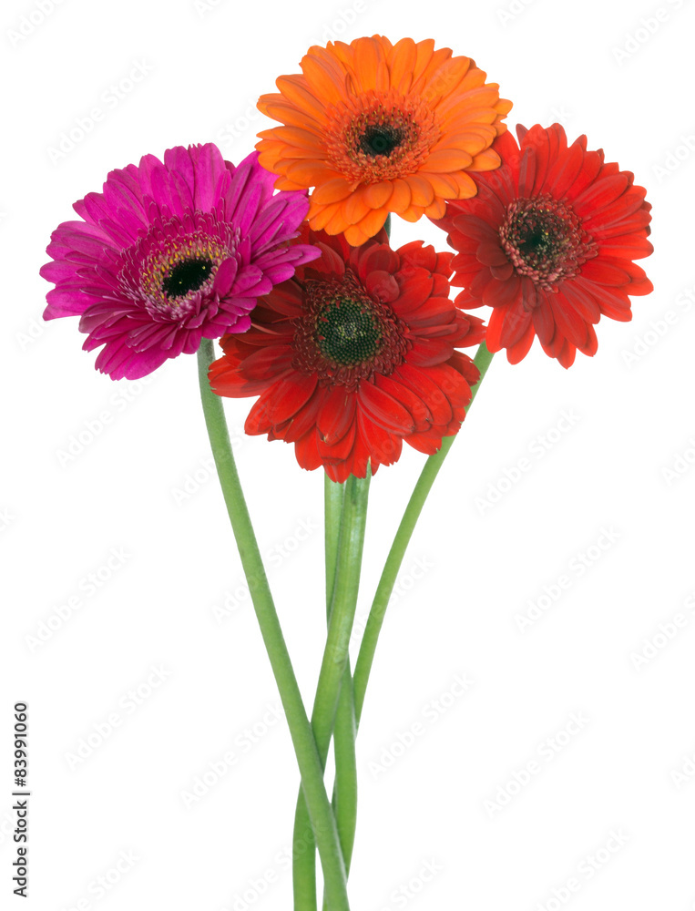 Gerbera / Beautiful gerbera flowers over a white background Gerbera / Beautiful gerbera flowers over a white background